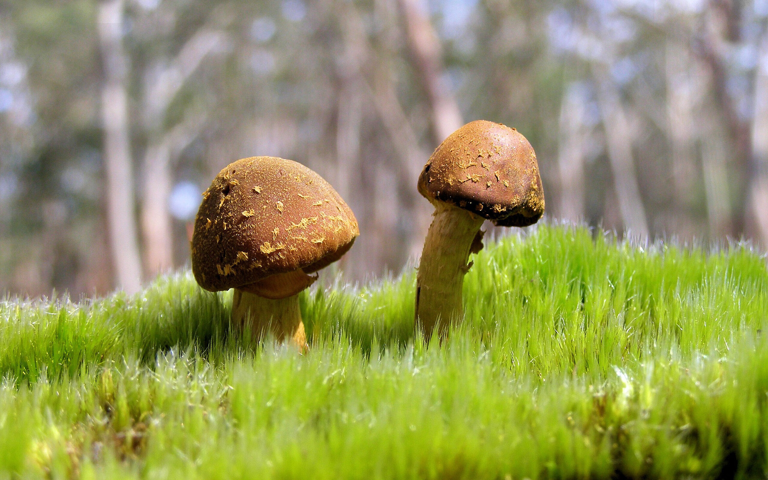 STAR SPORTS下载-KPL战术创新引发关注，kpl经典战役