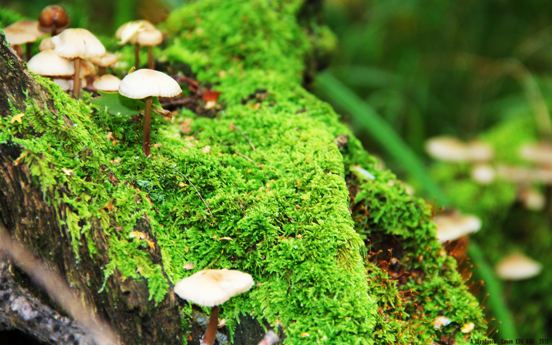 星空体育-斯文登镇战术打法渐趋成熟,红军盼重返英甲,纹斯台登纹