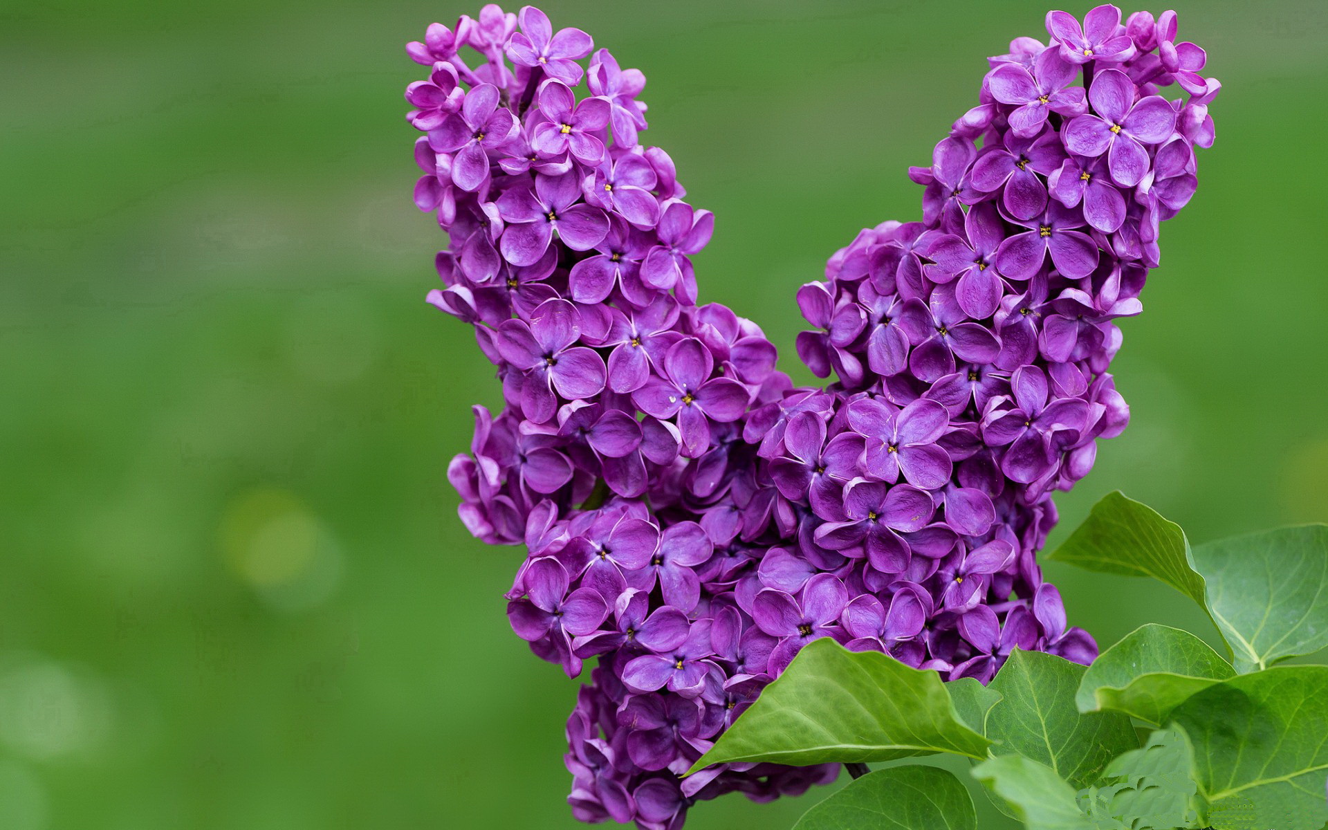 星空体育首页-瓜帅锦囊妙计！曼城主场大捷，全队士气高昂，曼城主场20连胜