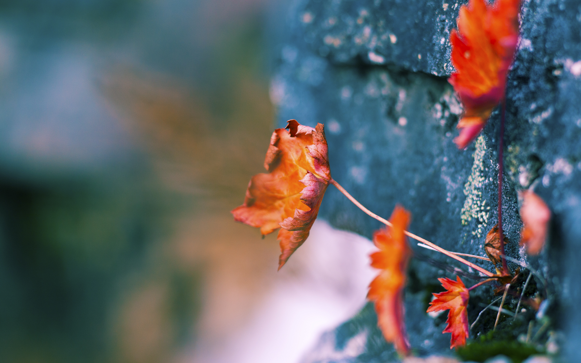 星空体育中国-掘金本赛季助攻次数排名联盟前三，2021掘金队